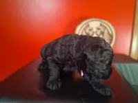 Ruby, a female Giant Schnauzer for sale in Jackson, MI – 2 of 8
