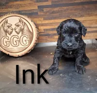 Ink, a male Giant Schnauzer for sale in Jackson, MI – 1 of 1