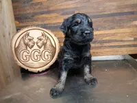 Colè, a female Giant Schnauzer for sale in Jackson, MI – 3 of 3