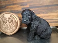 Spider, a male Giant Schnauzer for sale in Jackson, MI – 3 of 3