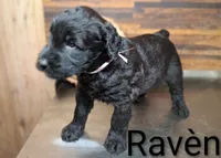 Ravèn, a female Giant Schnauzer for sale in Jackson, MI – 2 of 3