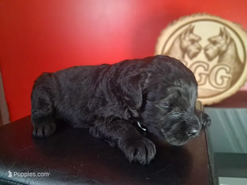 Brick – Giant Schnauzer puppy for sale in Jackson, MI