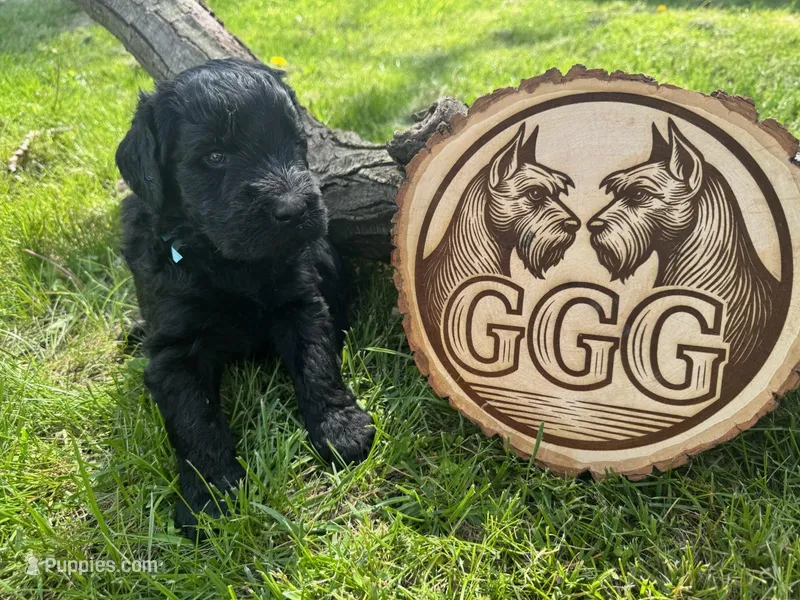 Brick – Giant Schnauzer puppy for sale in Jackson, MI