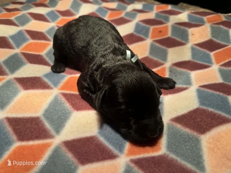 Brick – Giant Schnauzer puppy for sale in Jackson, MI