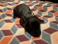 Brick, a male Giant Schnauzer for sale in Jackson, MI – Photo 1 of 6