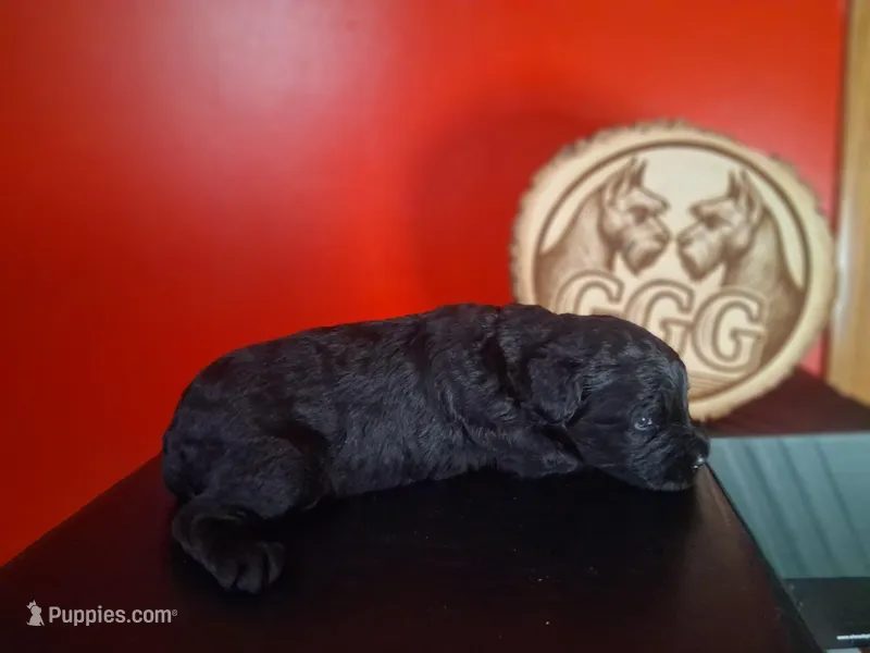 Garnett – Giant Schnauzer puppy for sale in Jackson, MI