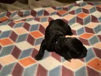 Garnett, a male Giant Schnauzer for sale in Jackson, MI – Photo 7 of 7