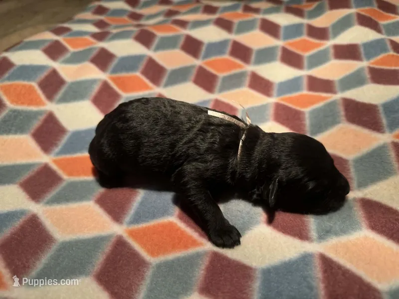 Garnett – Giant Schnauzer puppy for sale in Jackson, MI