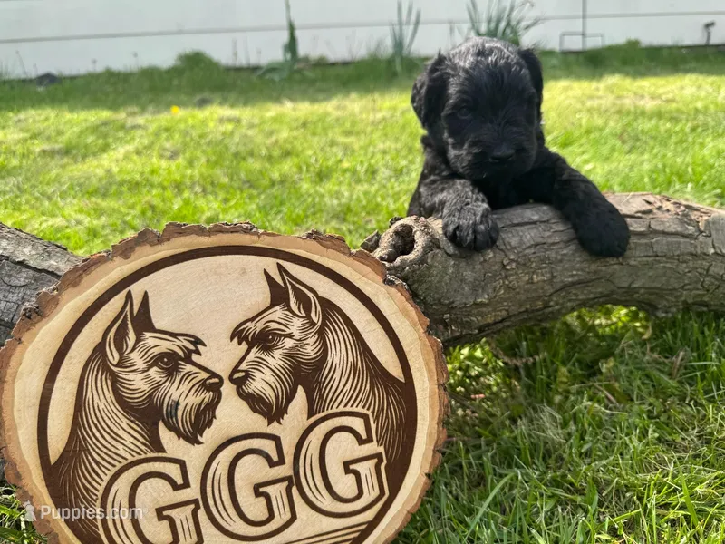 Garnett – Giant Schnauzer puppy for sale in Jackson, MI