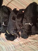 Garnett, a male Giant Schnauzer for sale in Jackson, MI – Photo 2 of 7