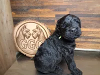 Shadow , a male Giant Schnauzer for sale in Jackson, MI – 3 of 3
