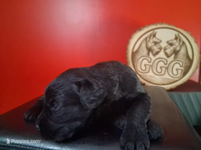 Poppy – Giant Schnauzer puppy for sale in Jackson, MI