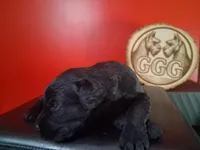 Poppy, a female Giant Schnauzer for sale in Jackson, MI – 2 of 8