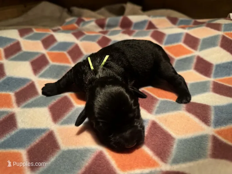 Poppy – Giant Schnauzer puppy for sale in Jackson, MI