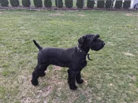 Poppy, a female Giant Schnauzer for sale in Jackson, MI – Photo 6 of 6