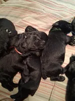 Poppy, a female Giant Schnauzer for sale in Jackson, MI – Photo 2 of 6