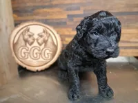 Vanta, a male Giant Schnauzer for sale in Jackson, MI – 3 of 3