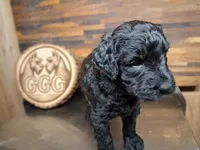 Ashè, a female Giant Schnauzer for sale in Jackson, MI – 2 of 2