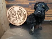 Knight , a male Giant Schnauzer for sale in Jackson, MI – 2 of 3