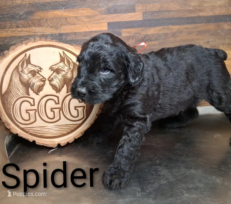Spider – Giant Schnauzer puppy for sale in Jackson, MI