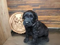 Ravèn, a female Giant Schnauzer for sale in Jackson, MI – 3 of 3
