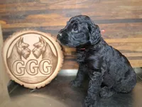 Spider, a male Giant Schnauzer for sale in Jackson, MI – 2 of 3