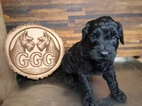 Vanta, a male Giant Schnauzer for sale in Jackson, MI – 2 of 3