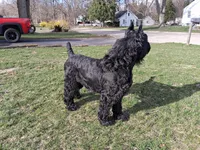 Ember, a female Giant Schnauzer for sale in Jackson, MI – Photo 4 of 6