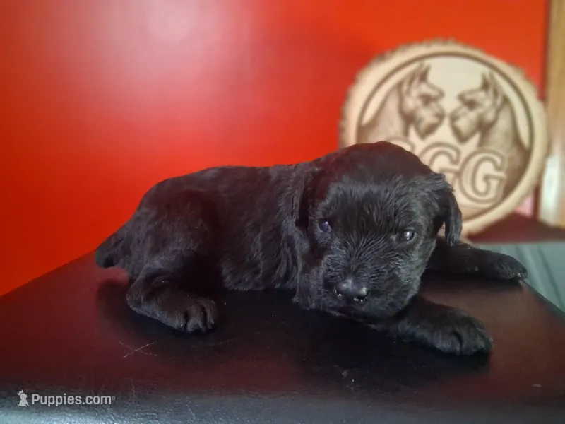 Ember – Giant Schnauzer puppy for sale in Jackson, MI