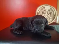 Ember, a female Giant Schnauzer for sale in Jackson, MI – 2 of 7