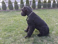 Ember, a female Giant Schnauzer for sale in Jackson, MI – Photo 6 of 6