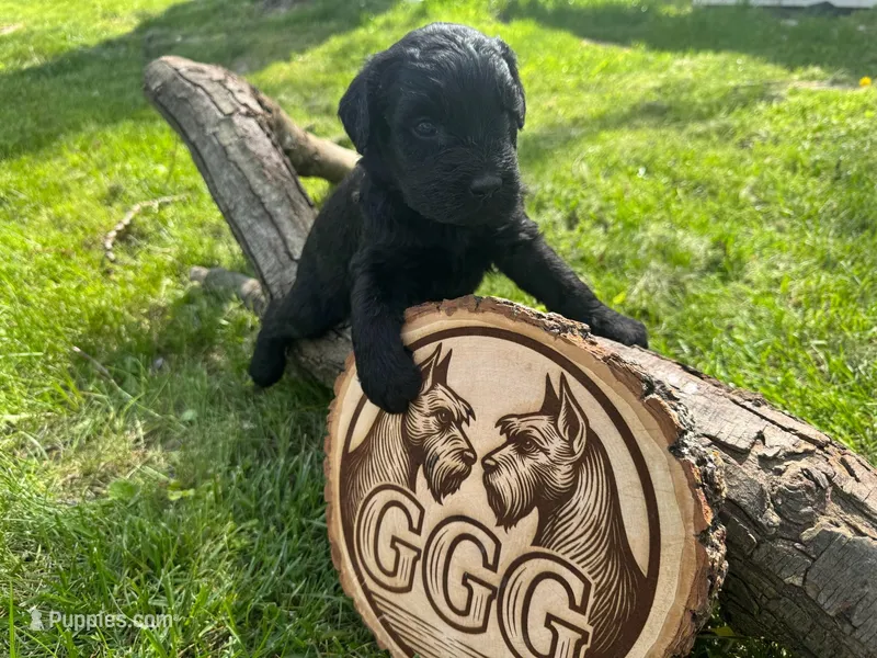 Ember – Giant Schnauzer puppy for sale in Jackson, MI