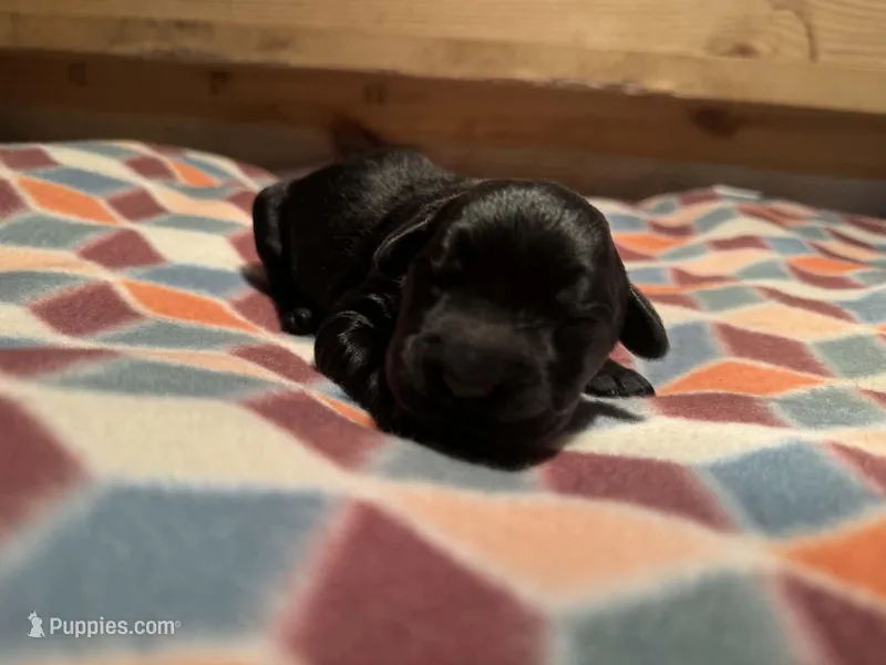 Blaze – Giant Schnauzer puppy for sale in Jackson, MI