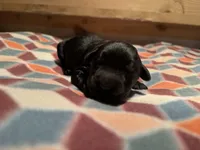 Blaze, a male Giant Schnauzer for sale in Jackson, MI – Photo 1 of 7