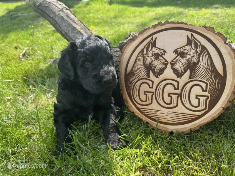 Blaze – Giant Schnauzer puppy for sale in Jackson, MI