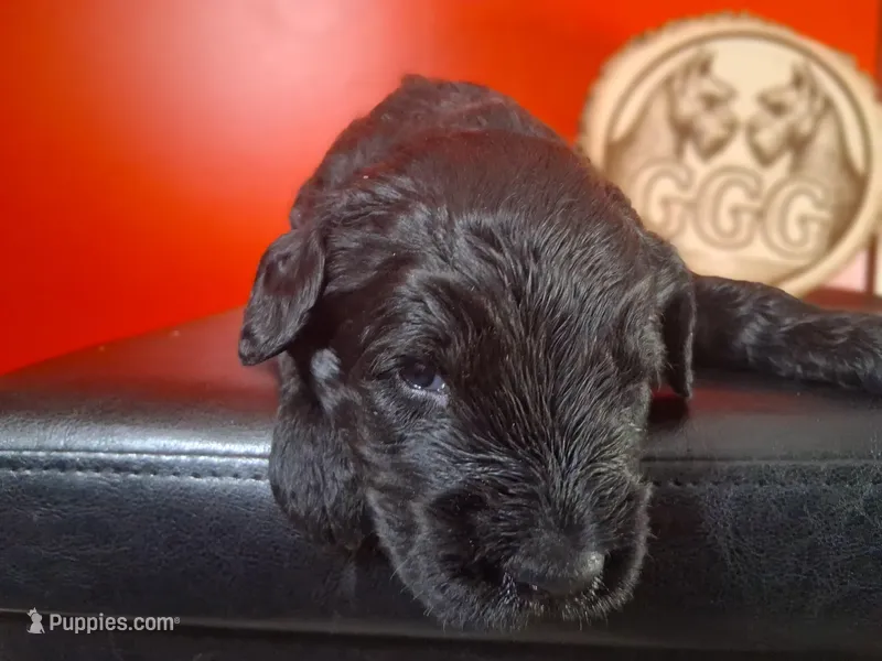 Blaze – Giant Schnauzer puppy for sale in Jackson, MI