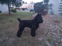 Blaze, a male Giant Schnauzer for sale in Jackson, MI – Photo 5 of 7