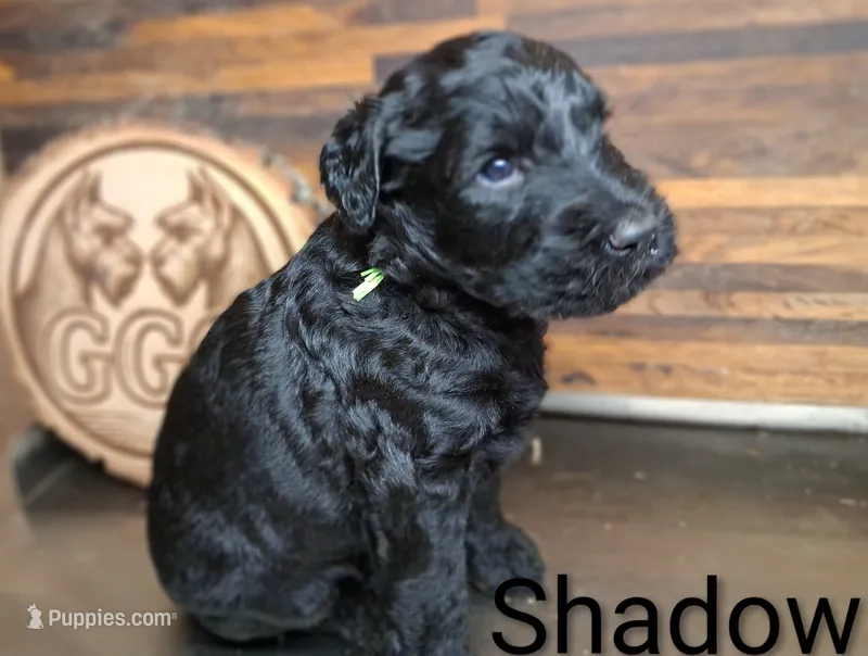 Shadow  – Giant Schnauzer puppy for sale in Jackson, MI