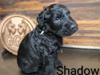 Shadow , a male Giant Schnauzer for sale in Jackson, MI – 1 of 3