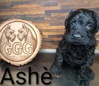 Ashè, a female Giant Schnauzer for sale in Jackson, MI – 1 of 2