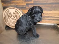 Shadow , a male Giant Schnauzer for sale in Jackson, MI – 2 of 3