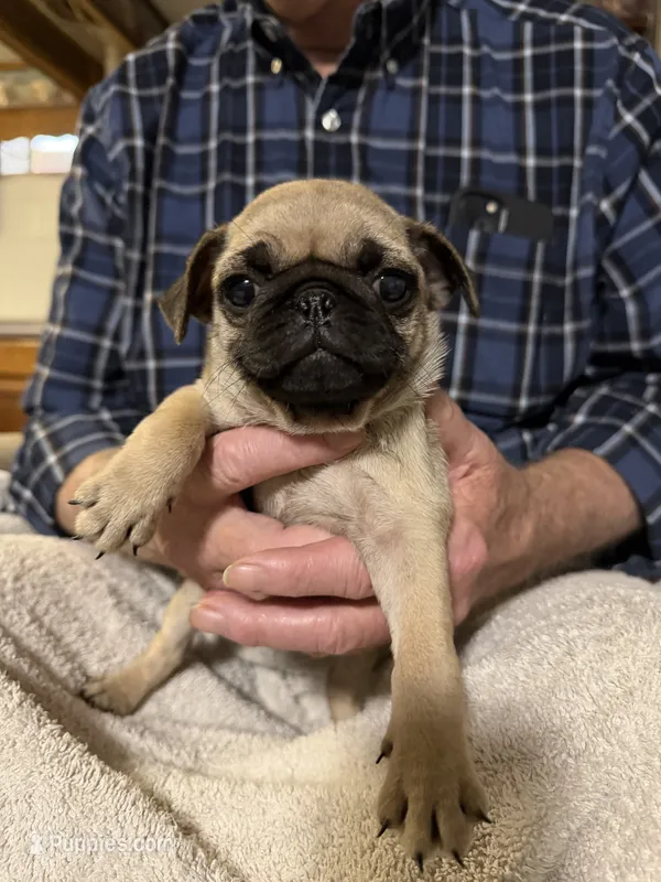 Dee  – Pug puppy for sale in Lexington, AL