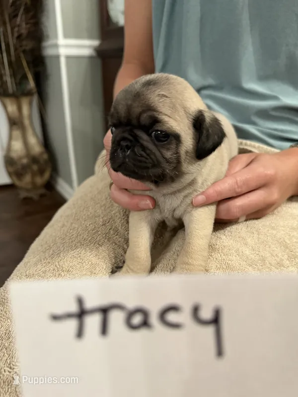 Tracy  – Pug puppy for sale in Lexington, AL