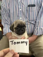 Tommy, a male Pug for sale in Lexington, AL – 6 of 9