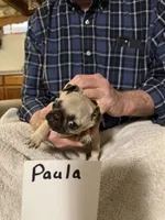 Paula, a female Pug for sale in Lexington, AL – 4 of 8