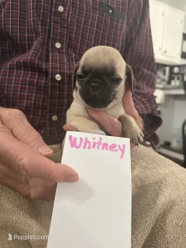 Whitney – Pug puppy for sale in Lexington, AL
