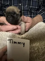 Timmy, a male Pug for sale in Lexington, AL – 4 of 9