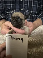 Timmy, a male Pug for sale in Lexington, AL – 7 of 9