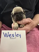 Wesley, a male Pug for sale in Lexington, AL – Photo 3 of 5