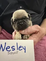 Wesley, a male Pug for sale in Lexington, AL – Photo 2 of 5